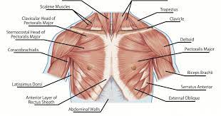 There are three muscles that lie in the pectoral region and exert a force on the upper limb. How To Develop A Man S Pectorals With Strength Training Exercises Breaking Muscle