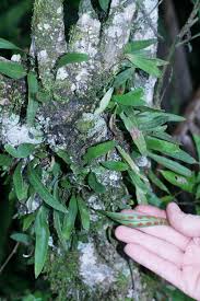 Image result for Pleopeltis macrocarpa