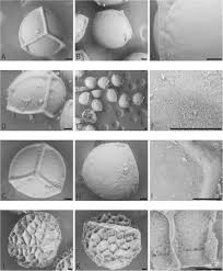 Image result for Isoetes schweinfurthii