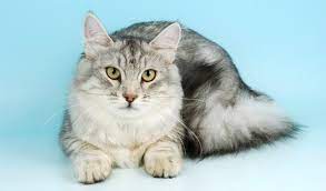 Compare our championship lines, our kittens are true to the siberian breed standards. Siberian Cat Breed Information
