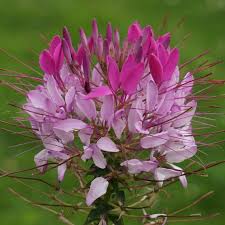 Image result for Cleome schimperi