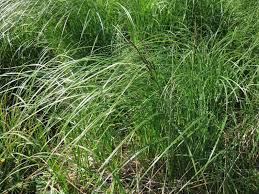 Image result for Carex steudneri