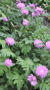 Identify Any Plant In One Snap Video Plant Identification Easy Garden Ideas Landscaping Plants