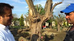 Fidan Agac Sokme Sokumu Dikimi Yer Degisikligi Degistirme Tasima Isleri Youtube Agac Meyve Agaclari Zeytin Agaci
