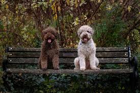 Wilma wurde am 03.12.2018 gedeckt. Lagotto Romagnolo Zucht Menden Italienische Wasserhunde Aus Dem Sauerland