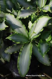 Image result for Murdannia stricta