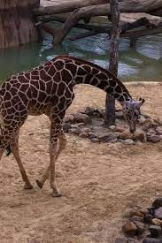 Dallas Zoo Giraffe Exhibit Spent Hours Here Zoo Giraffe Giraffe Dallas Zoo