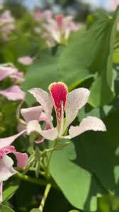 Image result for Dombeya lastii