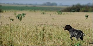 Image result for český fousek stavba těla