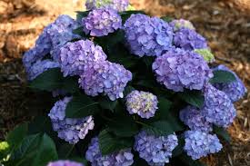 Remember that this will be at least 1 to 2 feet (30 to 60 cm. Gardening For Real People Hydrangeas Buffalo Scoop