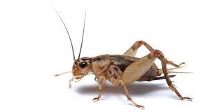 Doing business as:mid south termite & pest control inc mid south exterminators. Mid South Extreme Pest Control Llc Home Facebook