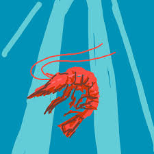 All shrimp should be kept refrigerated between 32 and 38 f. How To Draw Shrimps Learn To Draw From Other Letsdrawit Players