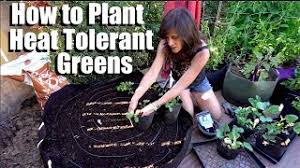 Lettuce while lettuce is known for bolting in the heat, leading to bitter salads, this doesn't have to be. How To Plant Heat Tolerant Greens Fresh Salads Even In The Hot Summer Youtube