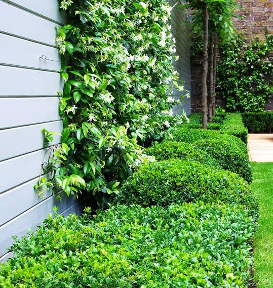 climbing plants secret garden