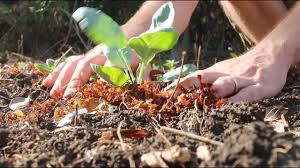 Maybe you would like to learn more about one of these? Using Seaweed To Fertilize The Garden The Easy Way Youtube