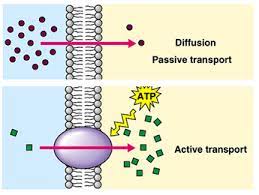 Active transport is the process of transferring substances into, out of, and between cells, using energy. Active Transport Biology Notes For Igcse 2014