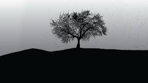 Silhouette wallpapers provide collection of silhouette wallpapers to customize your phone wallpaper and lockscreen background. Black Tree Wallpapers Top Free Black Tree Backgrounds Wallpaperaccess
