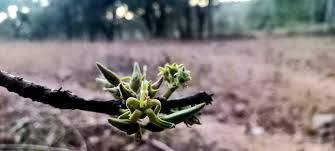 Image result for Vangueriopsis lanciflora