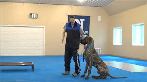 The cost to buy a great dane varies greatly and depends on many factors such as the breeders' location, reputation, litter size, lineage of the puppy, breed popularity (supply and demand), training, socialization efforts, breed lines and much more. Wellington Great Dane Boot Camp Dog Training Video Youtube