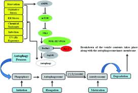 Ce a prezis pentru următorii 40 de ani. Integrating Dna Damage Response And Autophagy Signalling Axis In Ultraviolet B Induced Skin Photo Damage A Positive Association In Protecting Cells Against Genotoxic Stress Rsc Advances Rsc Publishing