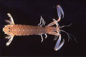 In some species, the only interaction between males and females occurs during mating. Mantis Shrimp The Australian Museum