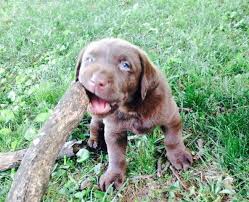 Beautiful black and chocolate male labs will be ready to join your family as a very special christmas gift at 8 weeks old. Silver Labrador Puppies For Sale Pennsylvania