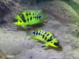 Image result for Ranalisma