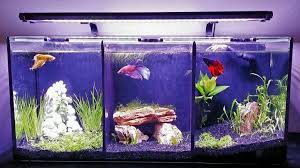 The shipping weight of the aqua one betta trio is actually 25 pounds, not 51.7 as stated in the description. Pin On Aquarium