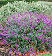 Maybe you would like to learn more about one of these? Bee Friendly A Planting Guide For European Honeybees And Australian Native Pollinators Milkwood Permaculture Courses Skills Stories