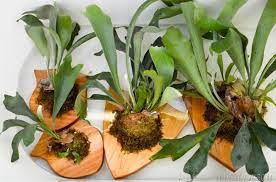 Tips to save money with giant staghorn ferns for sale offer. How To Mount And Care For A Staghorn Fern Vintage Revivals