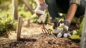 Knowing where your food came from is just one benefit of home vegetable gardening. Why Gardening During A Pandemic Is So Comforting There Are Certain Very Stabilizing Forces In Gardening That Can Ground Us When We Are Feeling Shaky Marketwatch