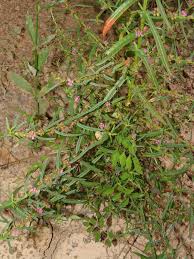 Image result for Nesaea polycephala