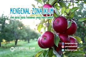 Sebagai sayuran daun, petsai dan sawi kaya akan sumber vitamin dan mineral. Mengenal Zona Iklim Dan Jenis Jenis Tanaman Yang Bisa Tumbuh