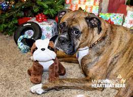 Bully Puppy Puppies Your Dog Fur Babies