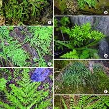 Image result for Menisorus pauciflorus