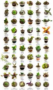 Maybe you would like to learn more about one of these? Identify What Types Of Succulents You Own Succulent Plants Uk