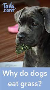 Why Do Dogs Eat Grass We Explain Everything To You Dogs Tiny Dog Breeds Pretty Dogs
