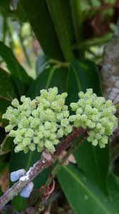 Use translate.com to cover it all. Thorny Flowers Billingual English And Indonesia Languages Steemit