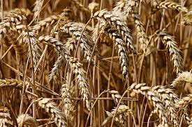 It is low in nutrition, low in bran, but easy to bleach and process so more profitable. How To Identify Farm Crops On A Country Walk Discovering Belgium