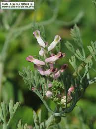 Image result for Fumariaceae