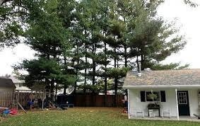 How To Remove Sticky Tree Sap From Almost Anything Tree Sap Remove Tree Sap Tree