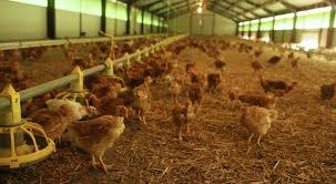 Qui dit plein air, dit aussi 10 à 15 grammes de nourriture supplémentaire pour chaque animal, dit aussi vermifuge toutes les six à huit semaines car les poules s'abreuvent notamment dans des flaques en cages ou en plein air : Poulet Bio Tout Savoir De L Elevage A L Abattage Bio A La Une