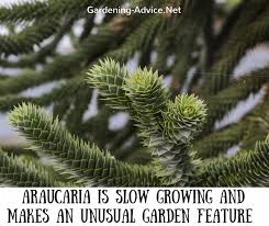 Evergreen trees keep their foliage year round. Suitable Types Of Evergreen Trees For Seaside Gardens
