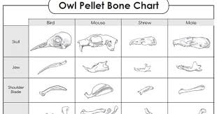 15 minute field trips owl pellets food chain investigation