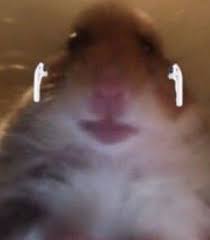 This is hamster cult meme compilation (hamster pfp tik tok meme) by lbuckley. Airpods Hamster Lol Image