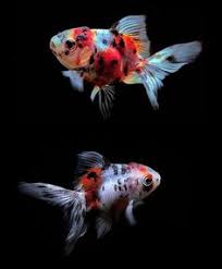  900 Ide Goldfish Ikan Ikan Mas Ikan Akuarium