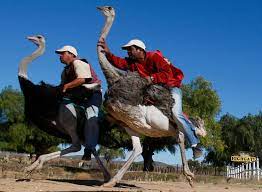 Maybe you would like to learn more about one of these? Ostrich Rides Disappearing After Practice Ruffles Feathers The Washington Post
