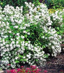 Garten Jasmin Snow Goose Garten Garten Pflanzen Und Straucher Garten