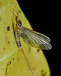 Image result for Ephemeridae