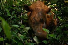 Top 10 amazing indonesian animals these thematic pictures of binatang are analogous to a visual dictionary. Where To Find Indonesia S Incredible Wildlife